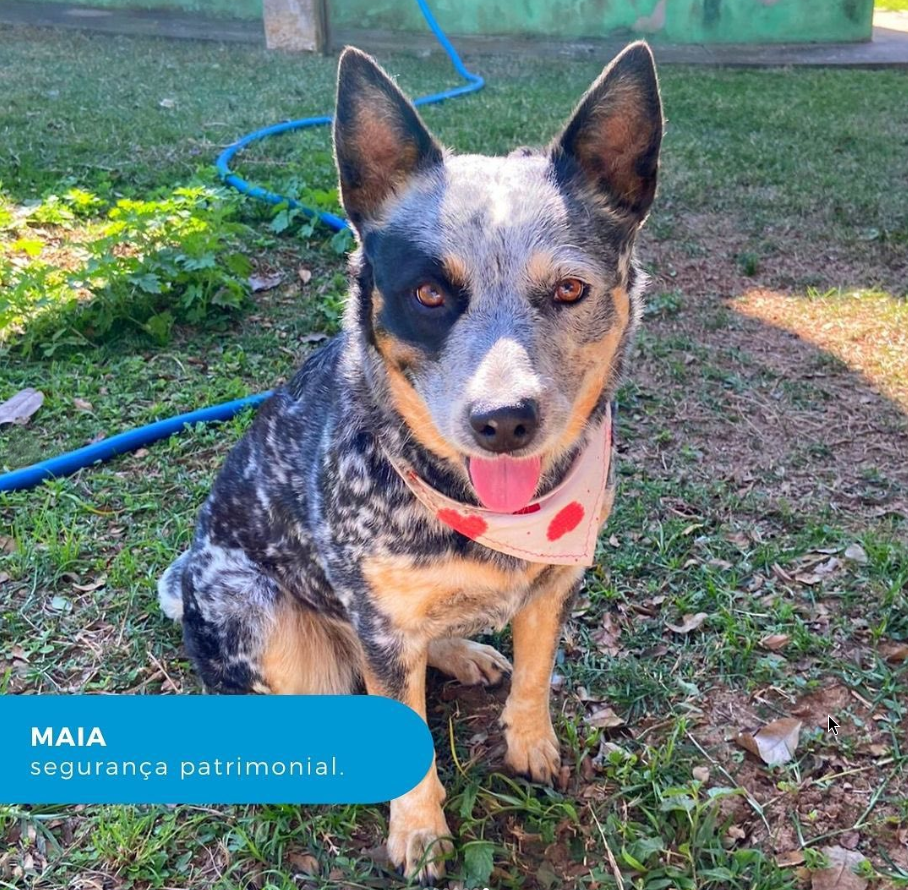 Maia